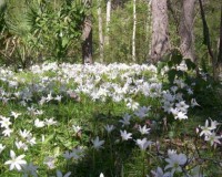 Zephyranthes atamasco mass.JPG